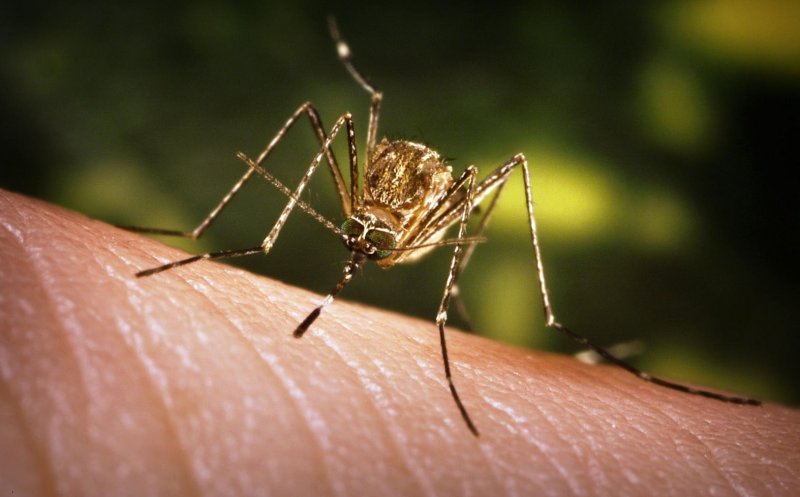 Tot mai multe cazuri cu virusul West Nile în Italia. Trei morți, doar în ultima săptămână