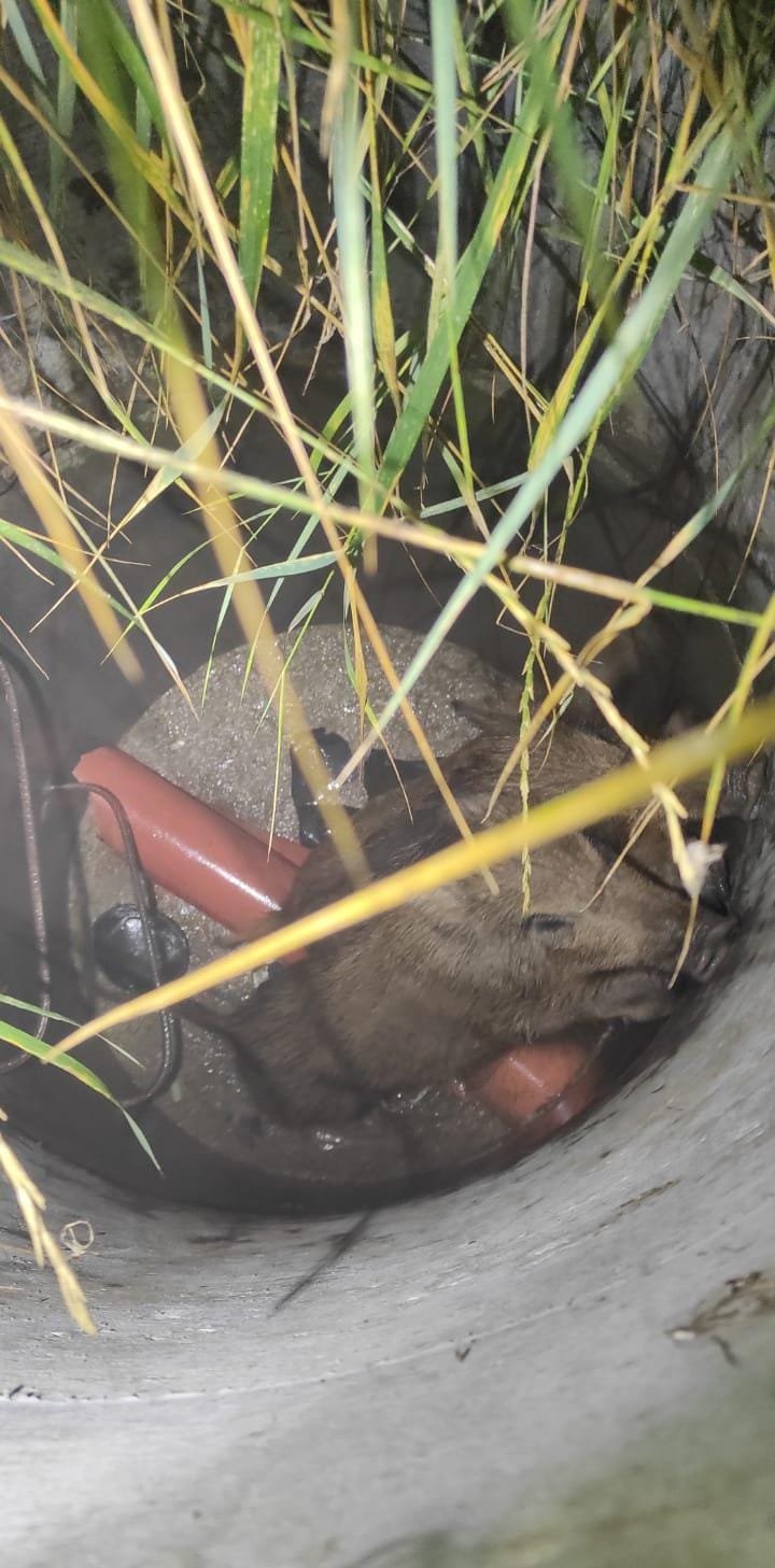 Intervenție pentru salvarea a doi pui de mistreți, căzuţi într-un canal în Cluj-Napoca