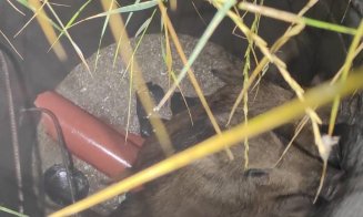 Intervenție pentru salvarea a doi pui de mistreți, căzuţi într-un canal în Cluj-Napoca