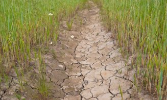 Ministerul Agriculturii: Suprafaţa agricolă afectată de secetă a ajuns la 402.981 hectare în 34 de judeţe