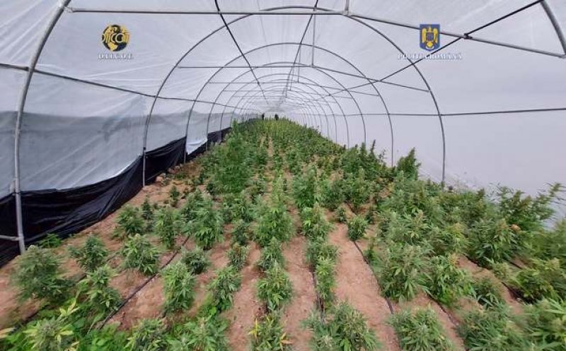 Canabis cultivat în solarii, într-un judeţ vecin Clujului. Traficanţii aveau sisteme de irigare, ventilație şi fertilizatoare