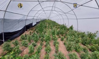 PALNTAŢIE uriaşă de canabis în solarii, într-un judeţ vecin Clujului