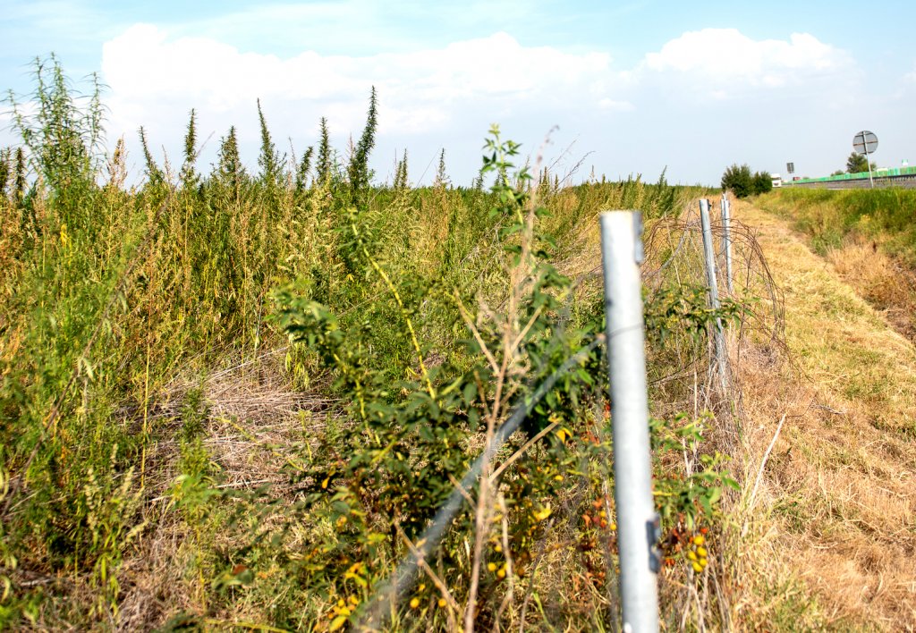 România a devenit țară ”producătoare” de marijuana
