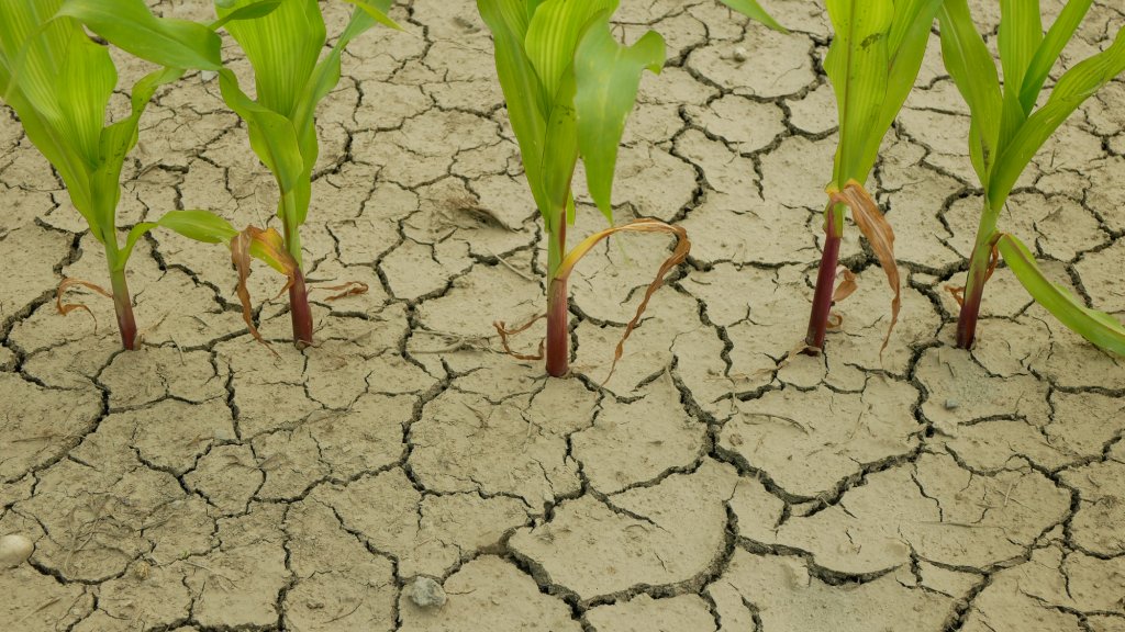 Seceta a afectat jumătate de milion de hectare de culturi agricole din aproape toate județele din România, printre care și Clujul