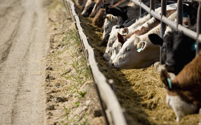 Crescătorii de animale primesc 185 mil. lei de la stat. Schema de sprijin pentru sectorul zootehnic a fost aprobată de Guvern