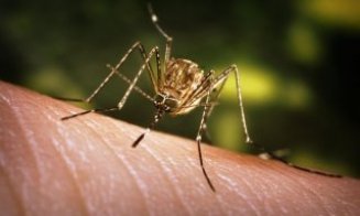 Încă 5 români infectați cu virusul West Nile