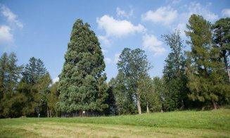 Se asfaltează drumul care duce la Arborele de Sequoia din Săcuieu. Banii vin din „Anghel Saligny”