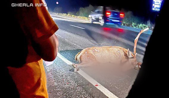 Cerb lovit în plin de o mașină, la Bonțida. Animalul a murit pe loc