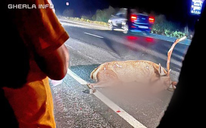 Cerb lovit în plin de o mașină, la Bonțida. Animalul a murit pe loc
