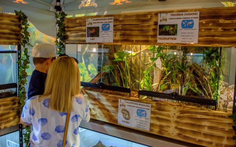 Boa constrictor, pitoni regali şi cameleoni cu un colorit de excepție, într-o expoziţie exotică de reptile, la Iulius Mall Cluj (P)