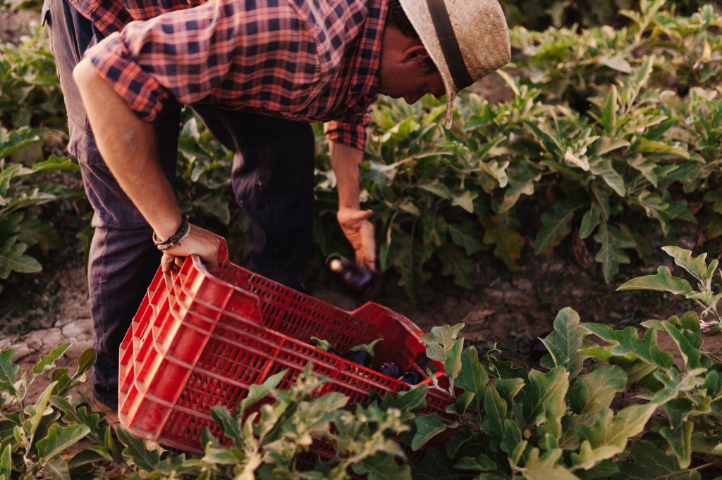 Ministerul Agriculturii va acorda subvenții de 1,3 mil. lei pentru aproximativ 800.000 fermieri