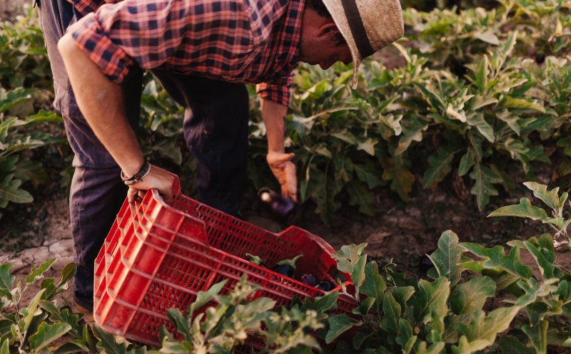 Ministerul Agriculturii va acorda subvenții de 1,3 mil. lei pentru aproximativ 800.000 fermieri