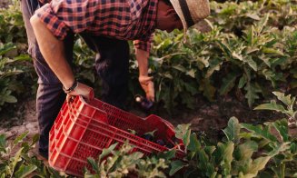 Ministerul Agriculturii va acorda subvenții de 1,3 mil. lei pentru aproximativ 800.000 fermieri