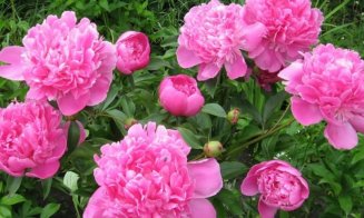 Bujorul a fost declarat Floare Naţională