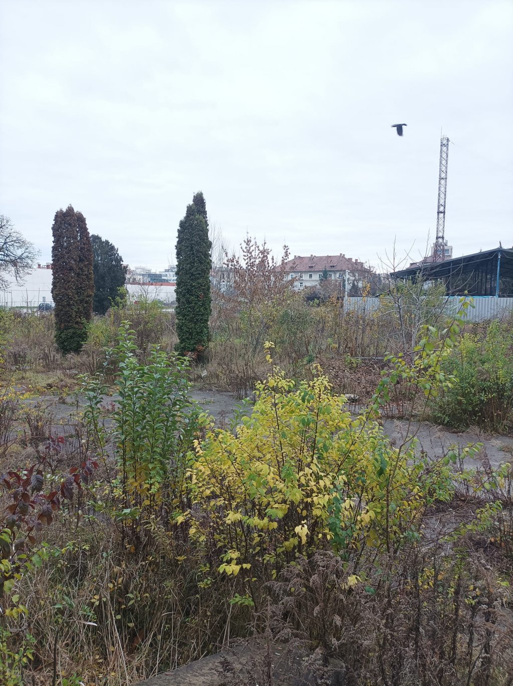 Propunere: parc de buzunar provizoriu pe Bdul 21 Decembrie!