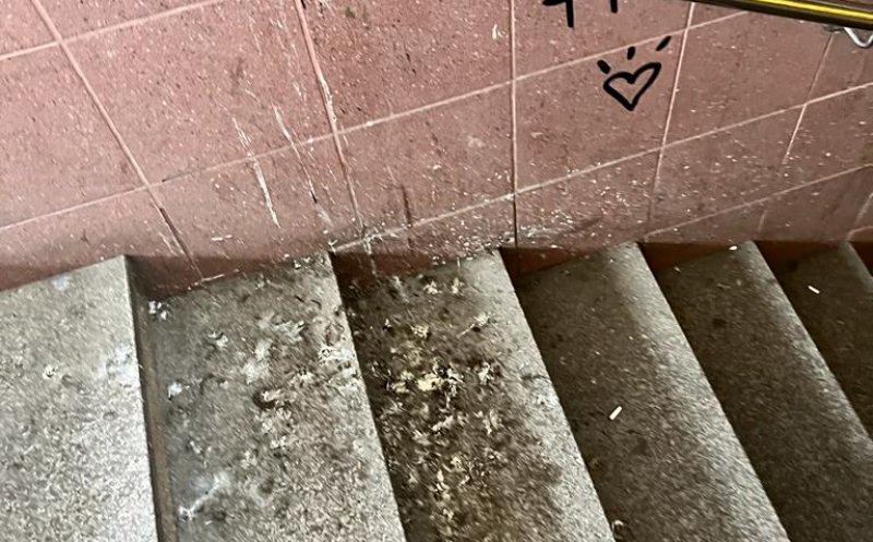 Jegul lipicios din pasajul de sub gara CFR a oraşului de 5 stele, Cluj-Napoca