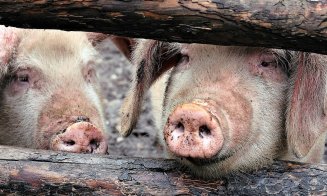 REGULI la sacrificarea porcului de Crăciun. AMENZILE sunt uriașe