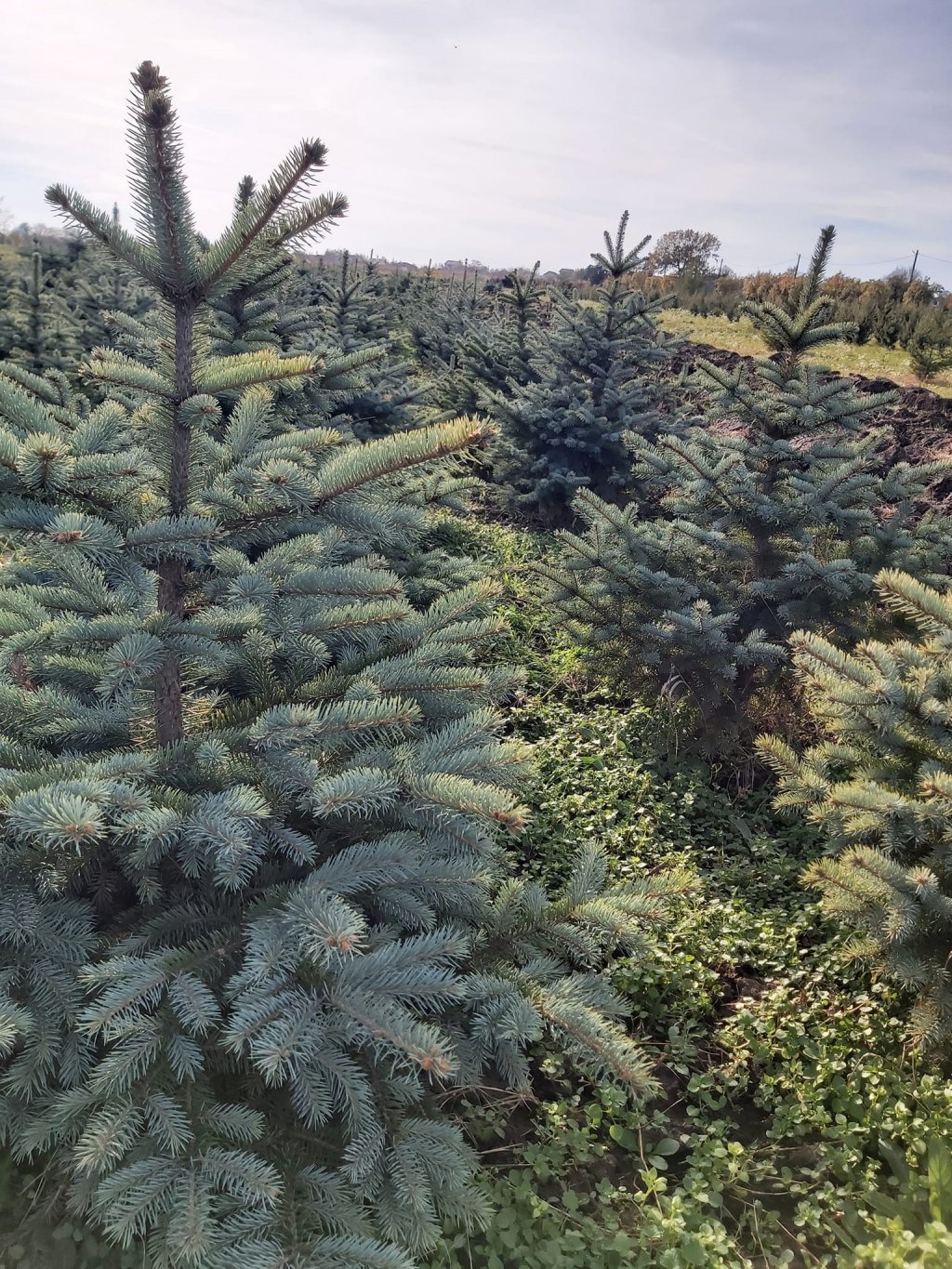 Romsilva vinde peste 30.000 de brazi de Crăciun. Prețurile, pe specie și înălțime