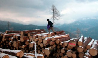 România e în top. Suntem printre țările cu cea mai mare producție de lemn pentru combustibil din UE