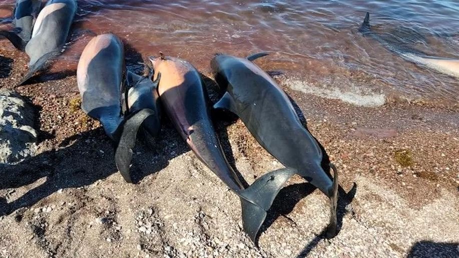 Delfinii din Marea Neagră, decimați de războiul lui Putin. Peste 120 de au fost găsiți morți în zona Odesa