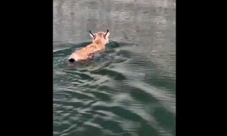 Râsul... plânsul! A traversat Bicazul înot şi a dat peste... năravul prost