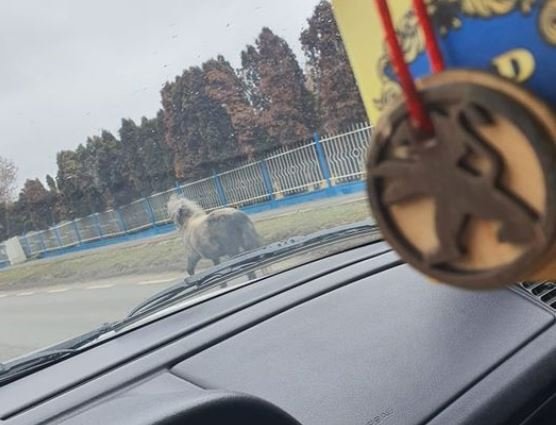 Căluț rătăcit în trafic, între Cluj și Florești: "Și-a pierdut cineva poneiul"