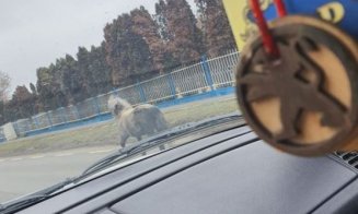 Căluț rătăcit în trafic, între Cluj și Florești: "Și-a pierdut cineva poneiul"