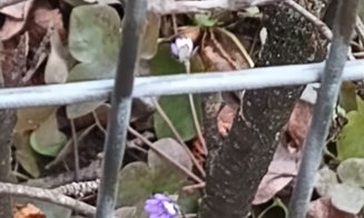 Vine, vine primăvara? Floricele tot mai multe în Cluj-Napoca