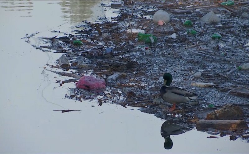 Lacul Gilău, plin de plastic. “PET-uri de bere. Of, urşii ăştia, câtă bere beau!”