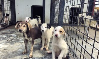 Viceprimar Cluj: "Noi nu avem probleme cu câinii comunitari" / Câți maidanezi au fost capturați în 2022