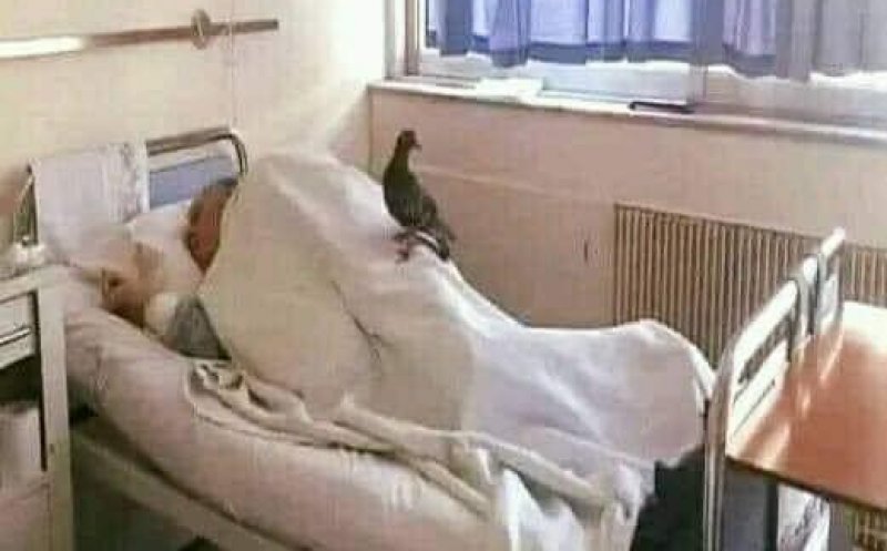 Bătrân lăsat singur în spital. Asistent SMURD: „De 23 de zile nu vine nimeni la acest pacient... doar un porumbel la două zile”