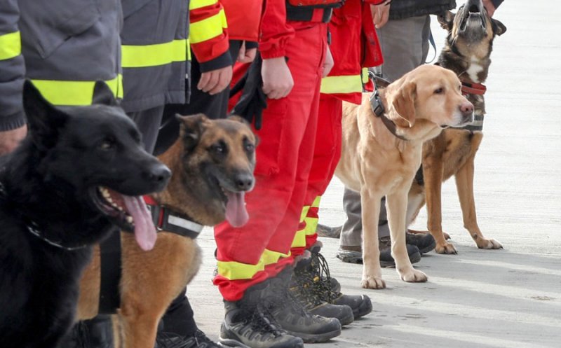 Câinii eroi din România care au plecat în Turcia să salveze victime prinse sub dărâmături după cutremur