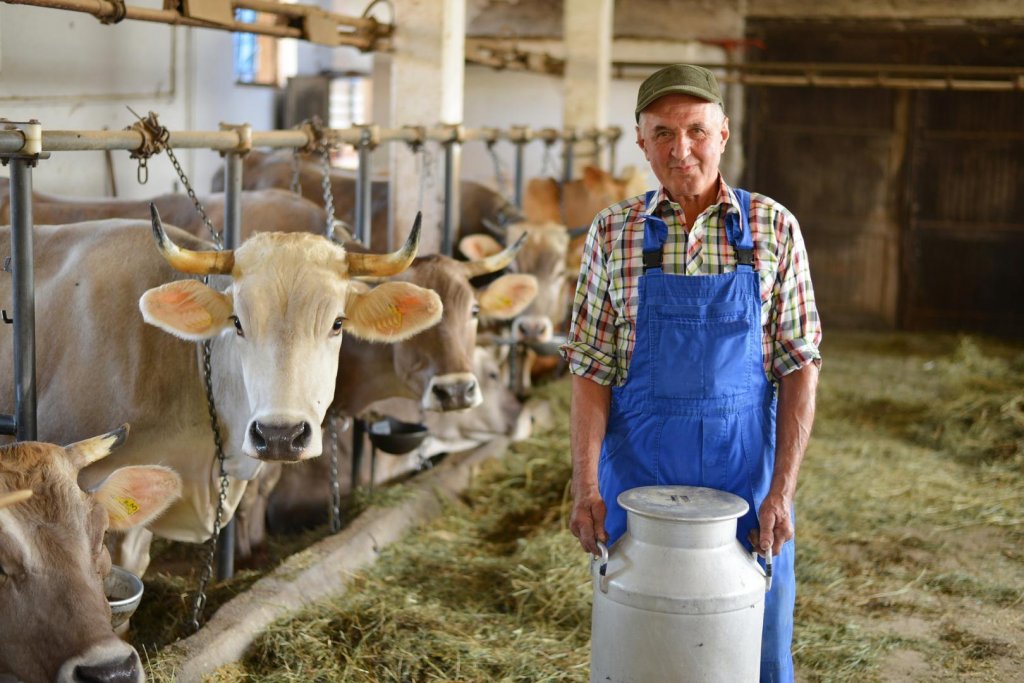 Crescătorii de bovine afectați de războiul din Ucraina primesc un sprijin de 217 mil. lei