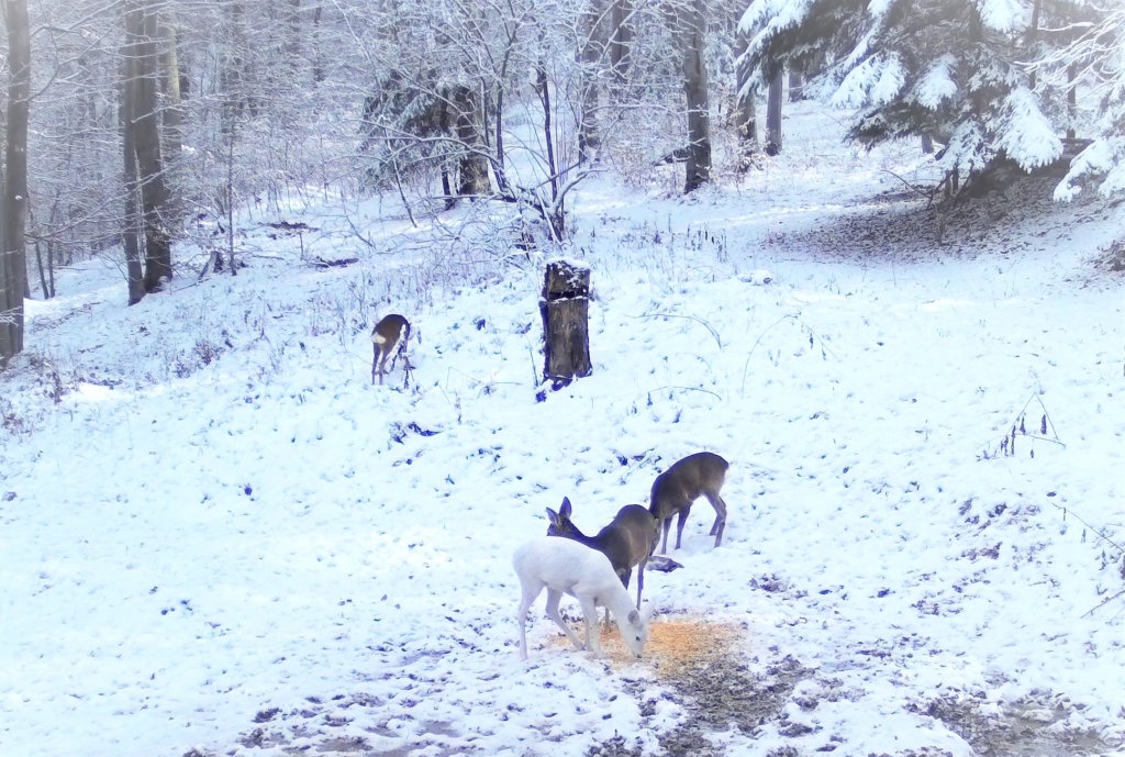 Căprioară albă, raritate într-o pădure din România