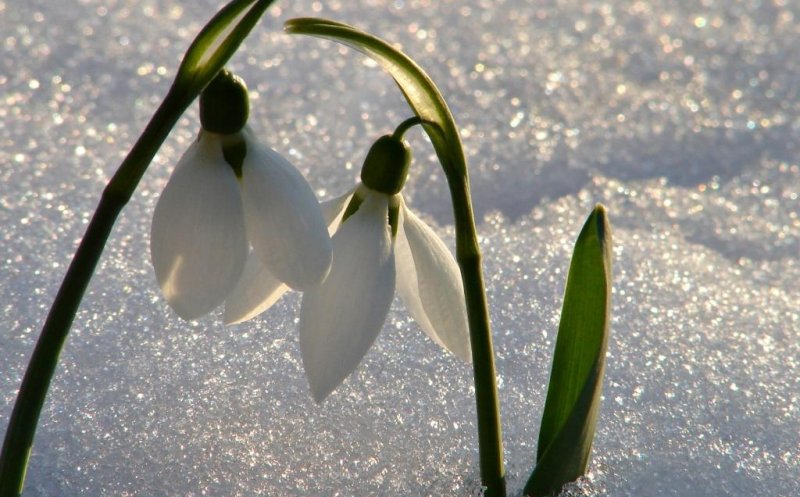 Primăvara, gata de instalare? Prognoza meteo pe următoarele patru săptămâni