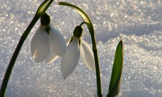 Primăvara, gata de instalare? Prognoza meteo pe următoarele patru săptămâni