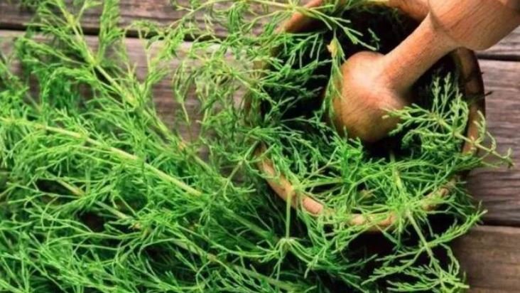 Planta care prelungește viața. O găsești și la marginea drumului