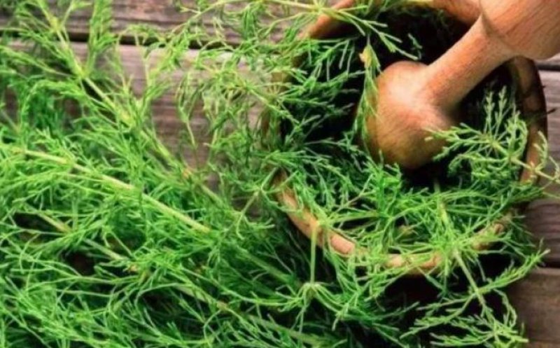 Planta care prelungește viața. O găsești și la marginea drumului