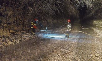 Zeci de COPACI CĂZUȚI pe șoselele din Cluj