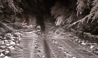 Intervenţie pe strada Parâng din Cluj-Napoca pentru un arbore căzut / Stâlpi de curent, puşi la pământ