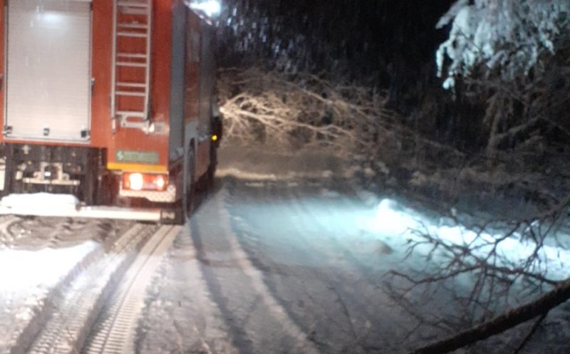 Viscolul și ninsoarea au făcut ravagii la Cluj. Zeci de arbori s-au rupt și au căzut pe carosabil