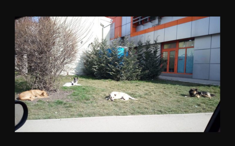 Haitele de câini, la vânătoare în Turda: "E mai rău decât în Vestul Sălbatic! NIMENI nu face NIMIC"