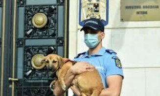 Poliția Animalelor, controale în tot județul Cluj. S-a lăsat cu amenzi usturătoare