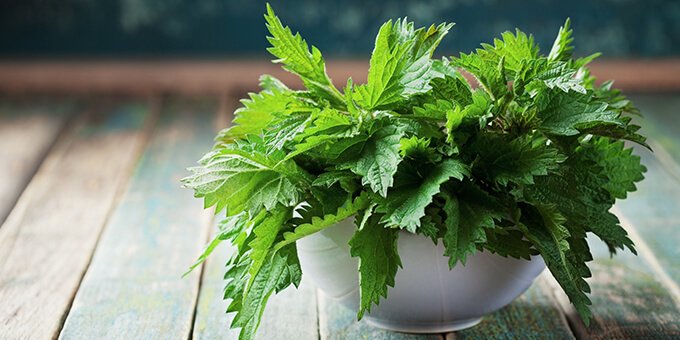 Ziua de Cluj | Efectul incredibil al consumului de urzici. Află cum trebuie preparate corect