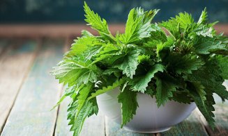 Efectul incredibil al consumului de urzici. Află cum trebuie preparate corect