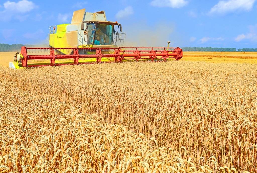România este al doilea cel mai mare exportator de grâu din Uniunea Europeană. Peste 2 milioane de tone