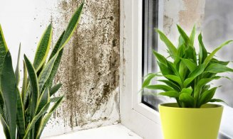 Cele mai eficiente plante de apartament împotriva prafului și mucegaiului