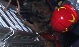 Operațiune de salvare a pompierilor clujeni. Câine, recuperat dintr-un canal