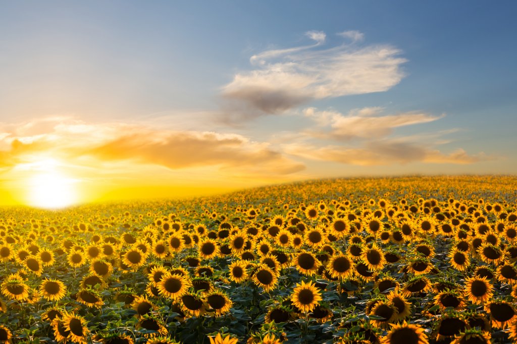 Suntem primii în Europa. România, lider la producția de floarea soarelui din UE
