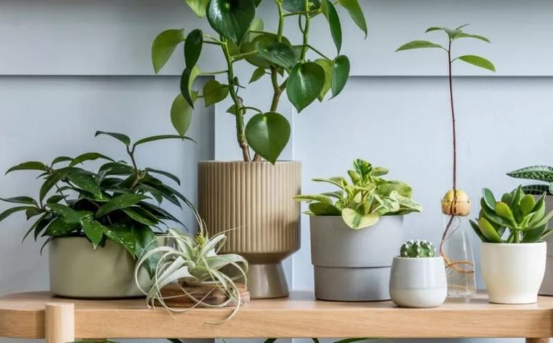 Studiu. De ce să ai cât mai multe plante acasă sau la birou